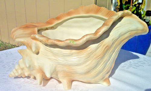 Conch seashell 12 - seashell, 7"