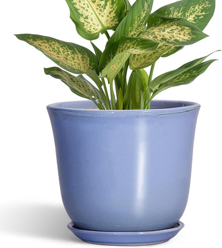 Ceramic plant pots 6 inch - plant,